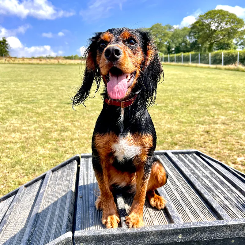 Orla